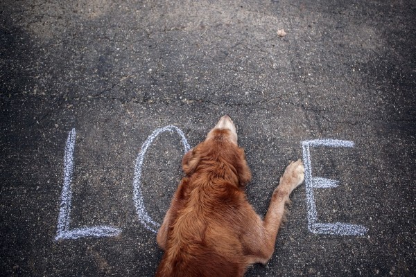 Un perro formando parte de la palabra "Love"