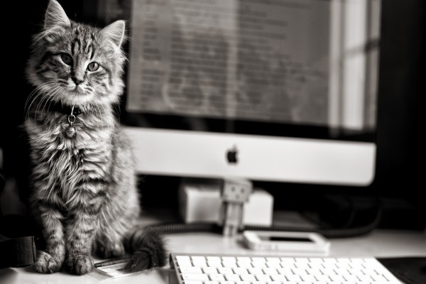Hermoso gato junto a un ordenador Apple y Danbo