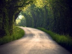 Pequeña carretera entre árboles verdes