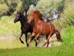 Caballo negro y caballo marrón corriendo por el campo