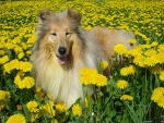 Hermoso Collie entre las flores amarillas