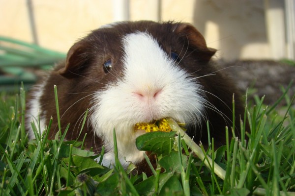 Conejillo de Indias comiendo una flor