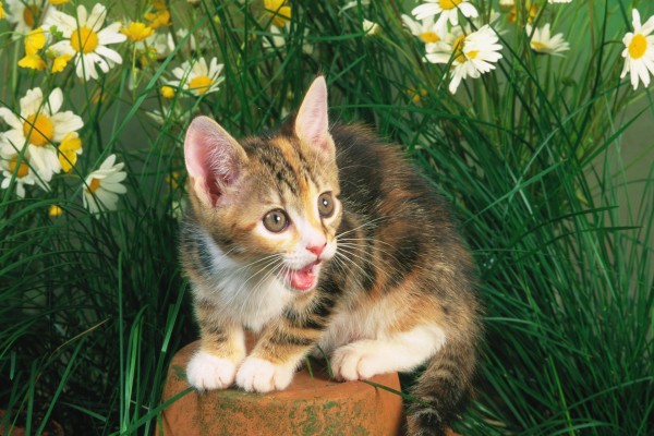 Gatito maullando entre las flores