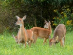 Hembras de ciervo en la hierba con sus crías