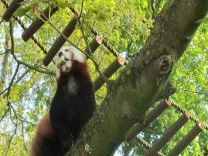 Panda rojo con comida en la  boca