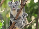 Pequeño koala sobre un árbol junto a su madre
