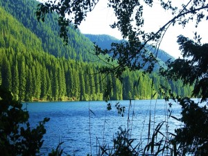 Magnífico pinar junto a un lago