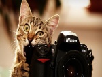 Gato mordiendo una cámara Nikon