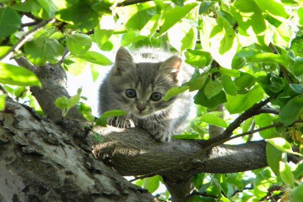 Gato entre las hojas de un árbol