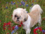 Un perro entre las flores