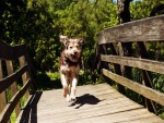 Perro corriendo por un puente de madera