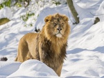 Un león en la nieve