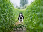 Perro saltando y corriendo en un trigal verde