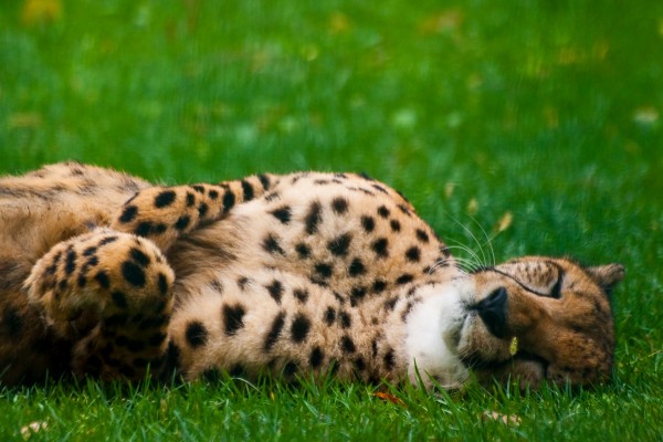Guepardo tumbado sobre la hierba