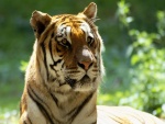Cara de un hermoso tigre