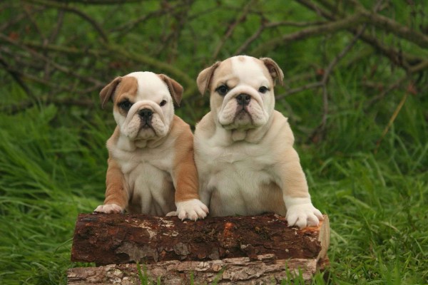 Dos Bulldog Inglés sobre los troncos