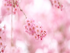 Hermosas flores rosas en las ramas de un árbol