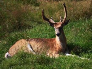 Un joven ciervo tumbado en la hierba