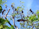Murciélagos durmiendo sobre las ramas de un árbol