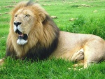 Gran león agotado