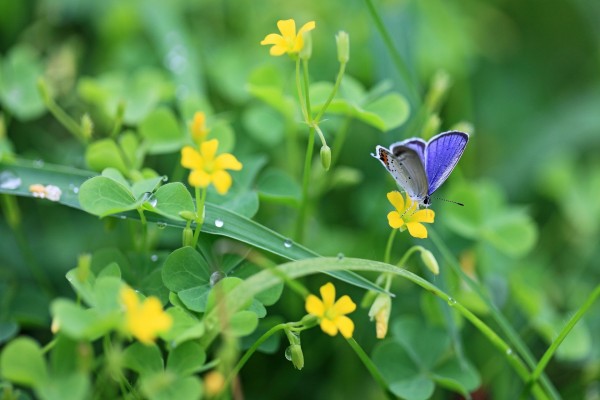 Bella mariposa sobre una florecilla amarilla