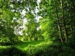 Una explanada verde entre los árboles