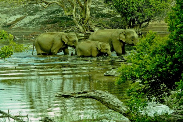 Familia de elefantes caminando por el agua