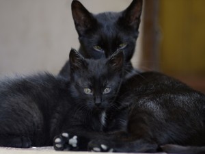 Postal: Gatos negros