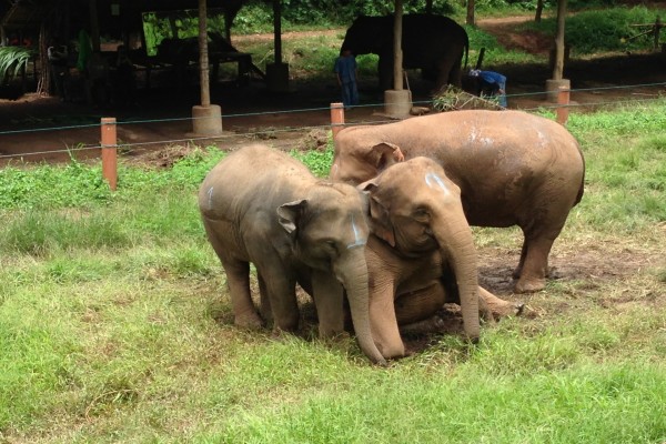 Elefantes en la hierba