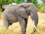 Elefante con un gran colmillo