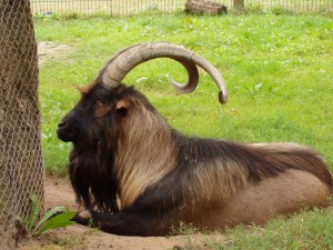 Cabra con grandes cuernos