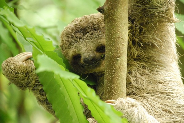 Perezoso en un árbol