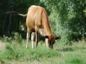 Postal: Una joven vaca comiendo hierba
