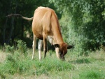 Una joven vaca comiendo hierba