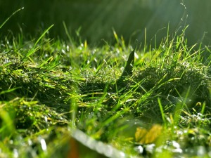 Postal: Briznas de hierba iluminadas por el sol