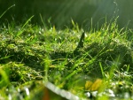 Briznas de hierba iluminadas por el sol