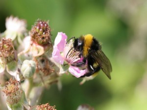 Una gran abeja en una flor