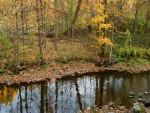Piedras y hojas en la orilla de un río