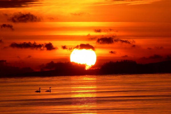 Cisnes nadando junto al gran sol del atardecer