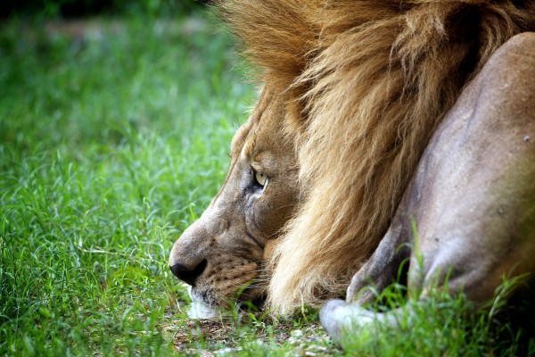León con la cabeza sobre la hierba