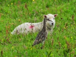 Ave y oveja entre la hierba
