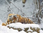 Tigre observando la nieve