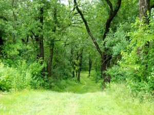 Postal: Camino cubierto de hierba en el bosque