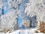 Árboles y camino cubiertos de nieve