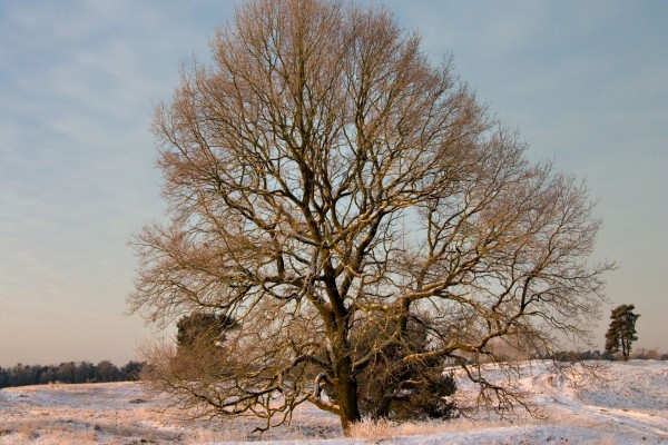 Nieve bajo un gran árbol