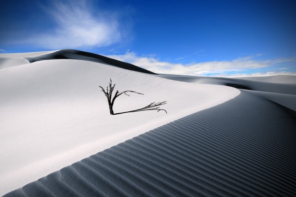Árbol en la arena del desierto