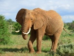 Un elefante con grandes cuernos