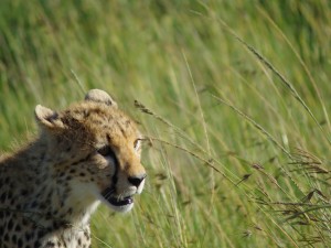 Postal: Un guepardo entre la hierba