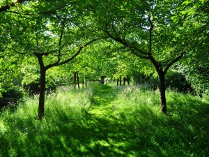 Camino entre árboles verdes