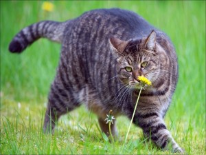 Postal: Gato olisqueando una flor